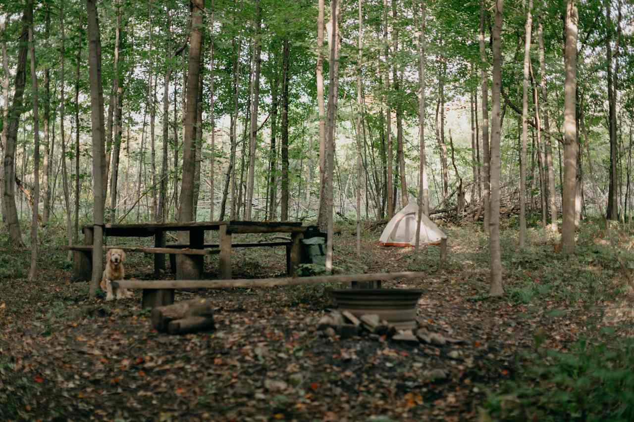 Back in the woods is where the tent camping is, it's quiet, private, and very open.