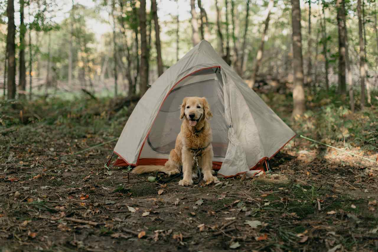 Pet friendly, this is a really nice location for dogs to get exercised as long as they're friendly with the other animals.