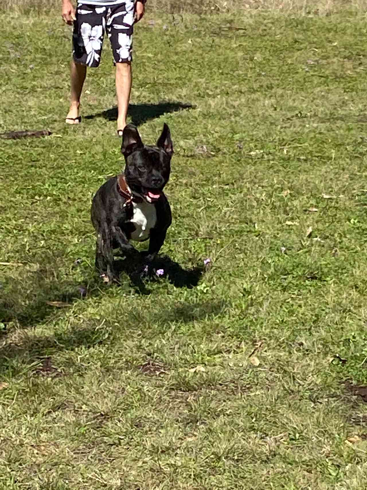 Dog friendly- you can see how happy our dog was to be camping with us 