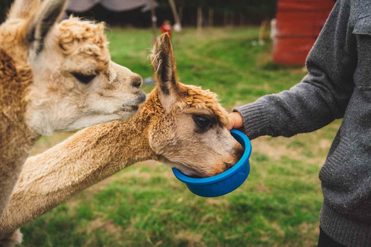 Feeding the alpacas and goats with the hosts.