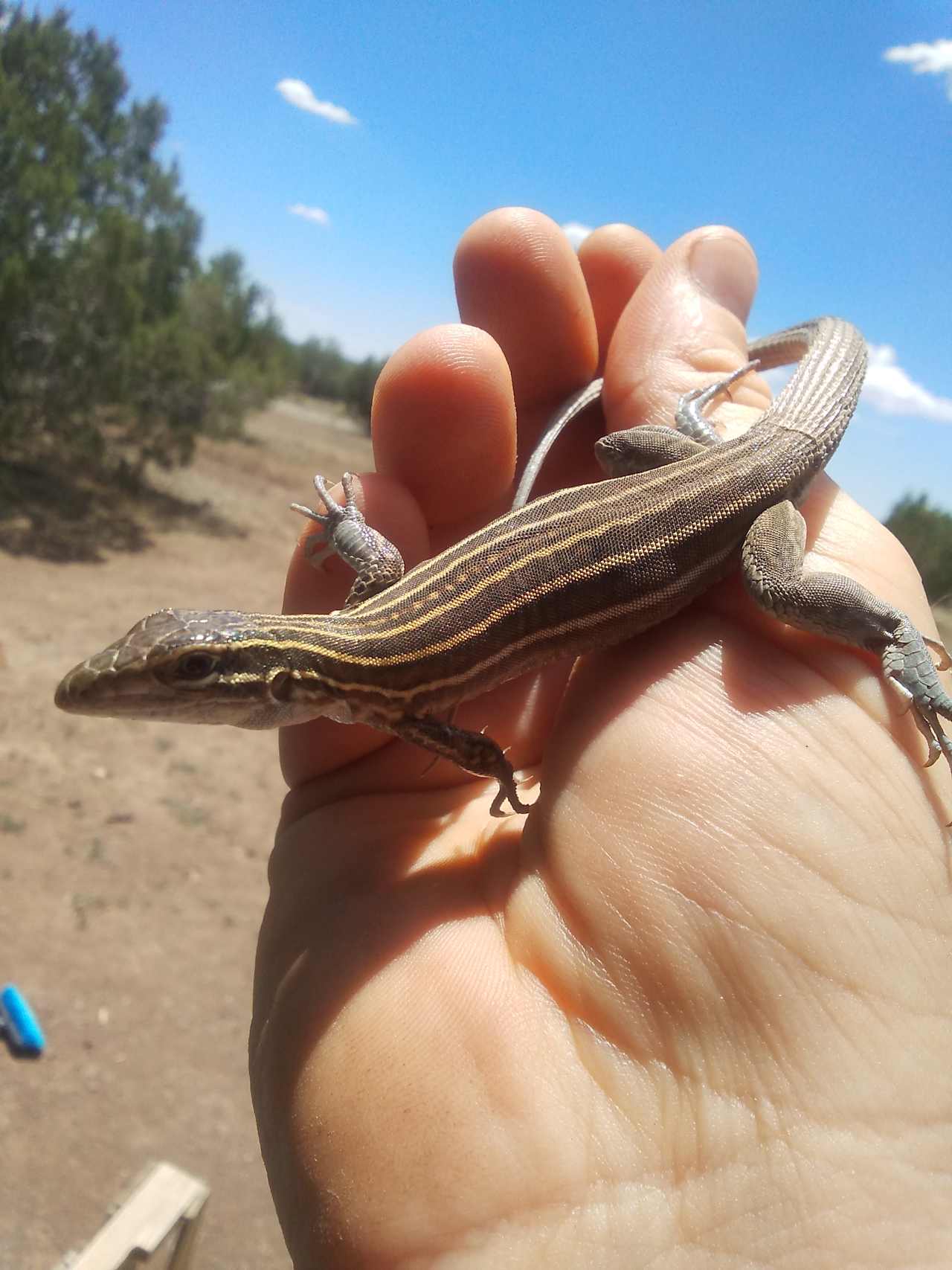 Ground dwelling vertebrates are also a common sign, including lizards, non-venomous snakes, horned toads and invertebrates such as tarantulas and scorpions. 