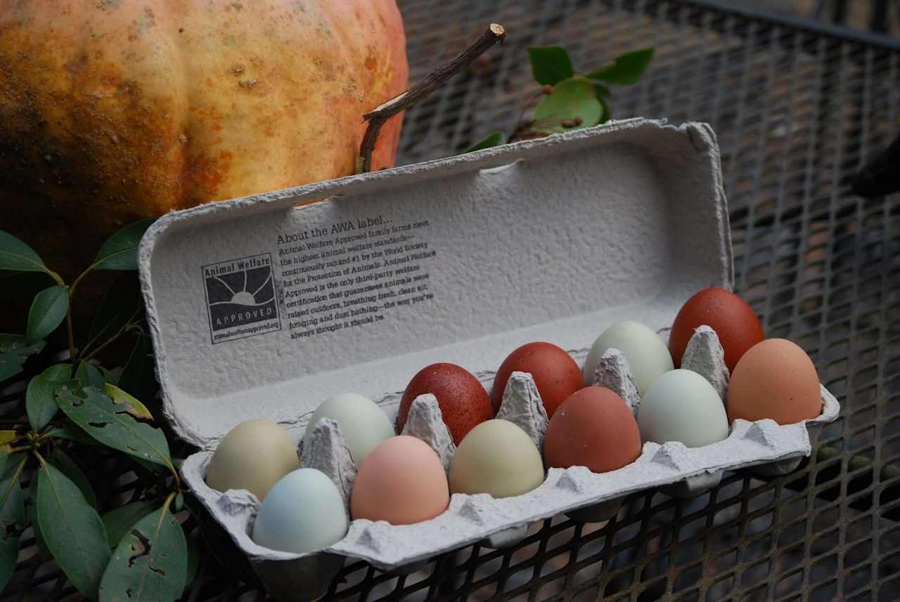 AWA eggs at the farm store