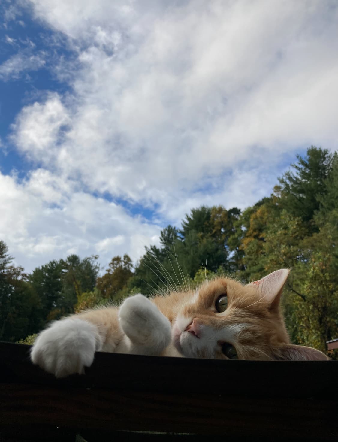 Sweet little kitty on the property.