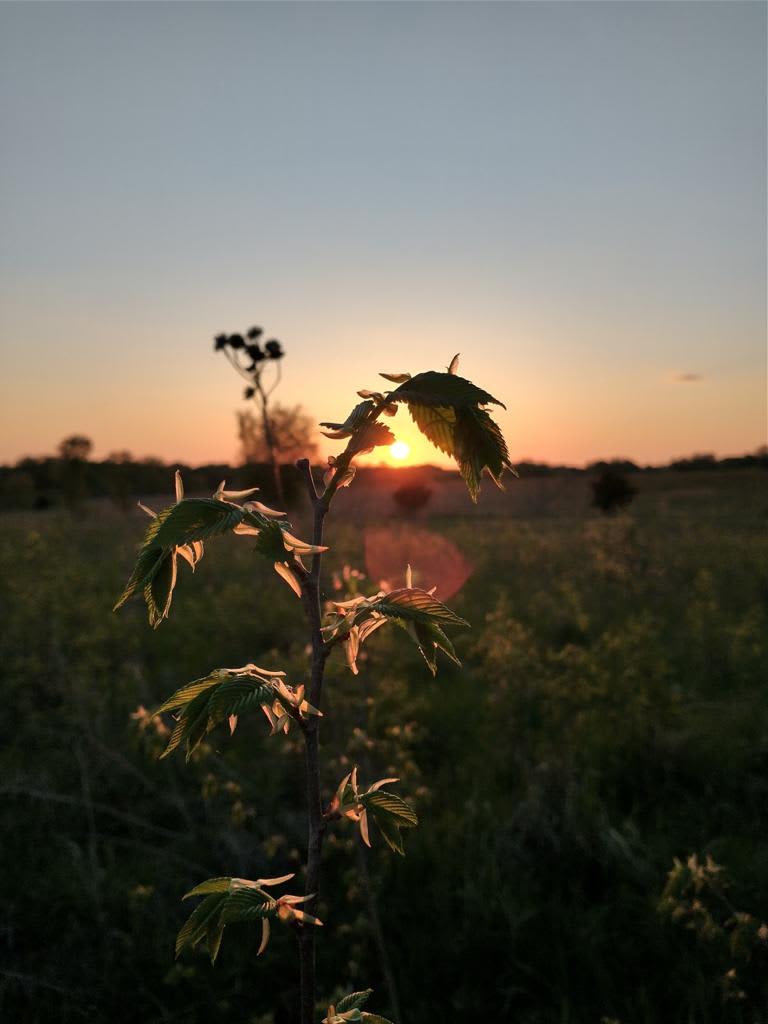 Sunsets on the land 