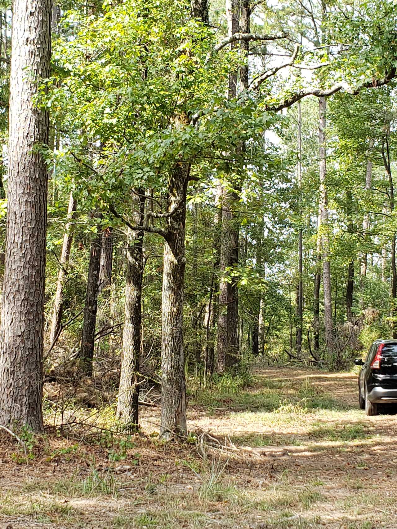 Hideaway in Trees