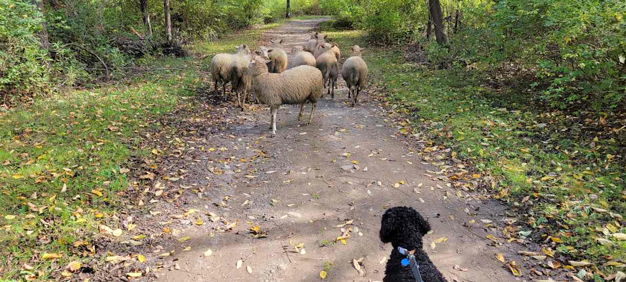 Free range sheep have arrived.