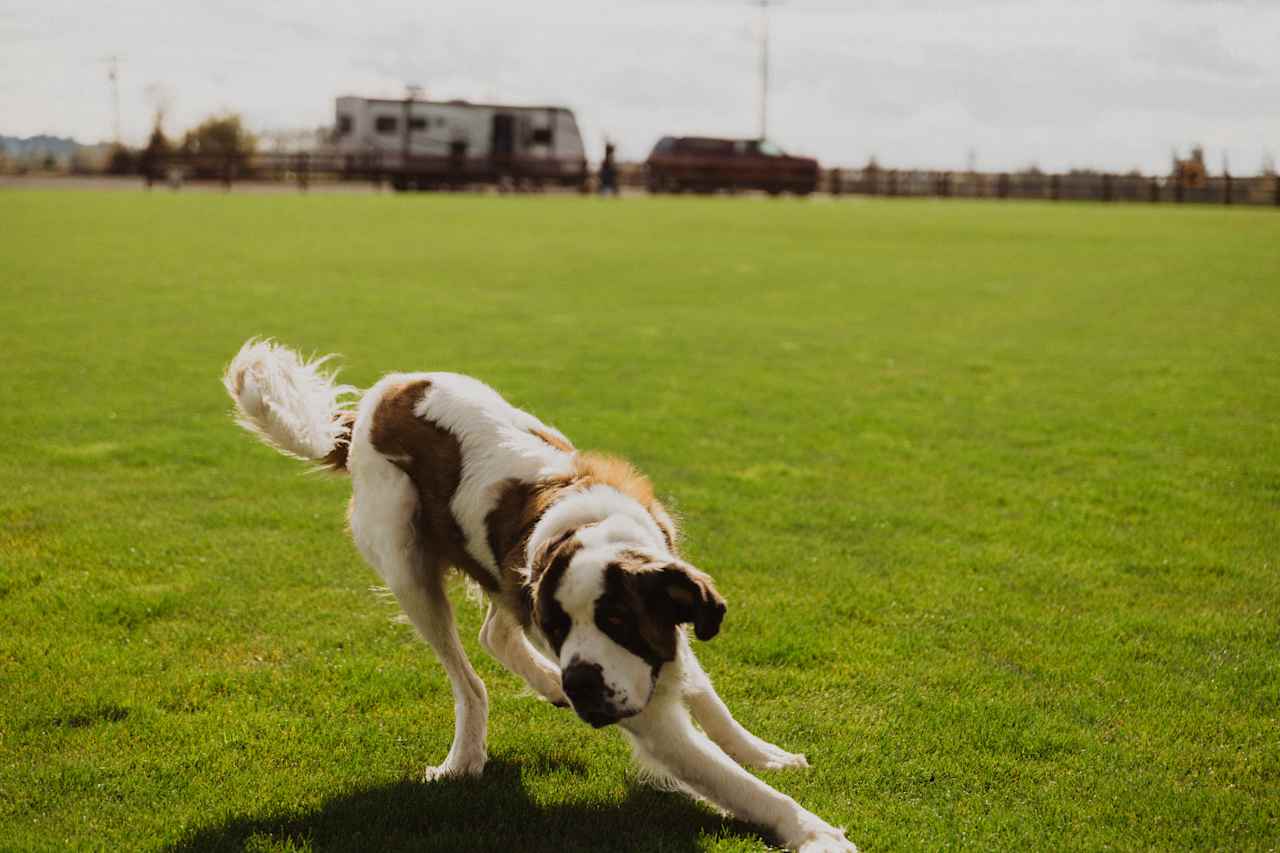 This pup was having a wild time. 