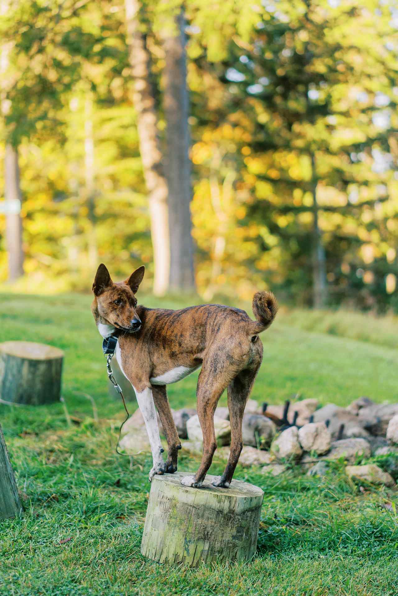 Love that it is dog friendly!