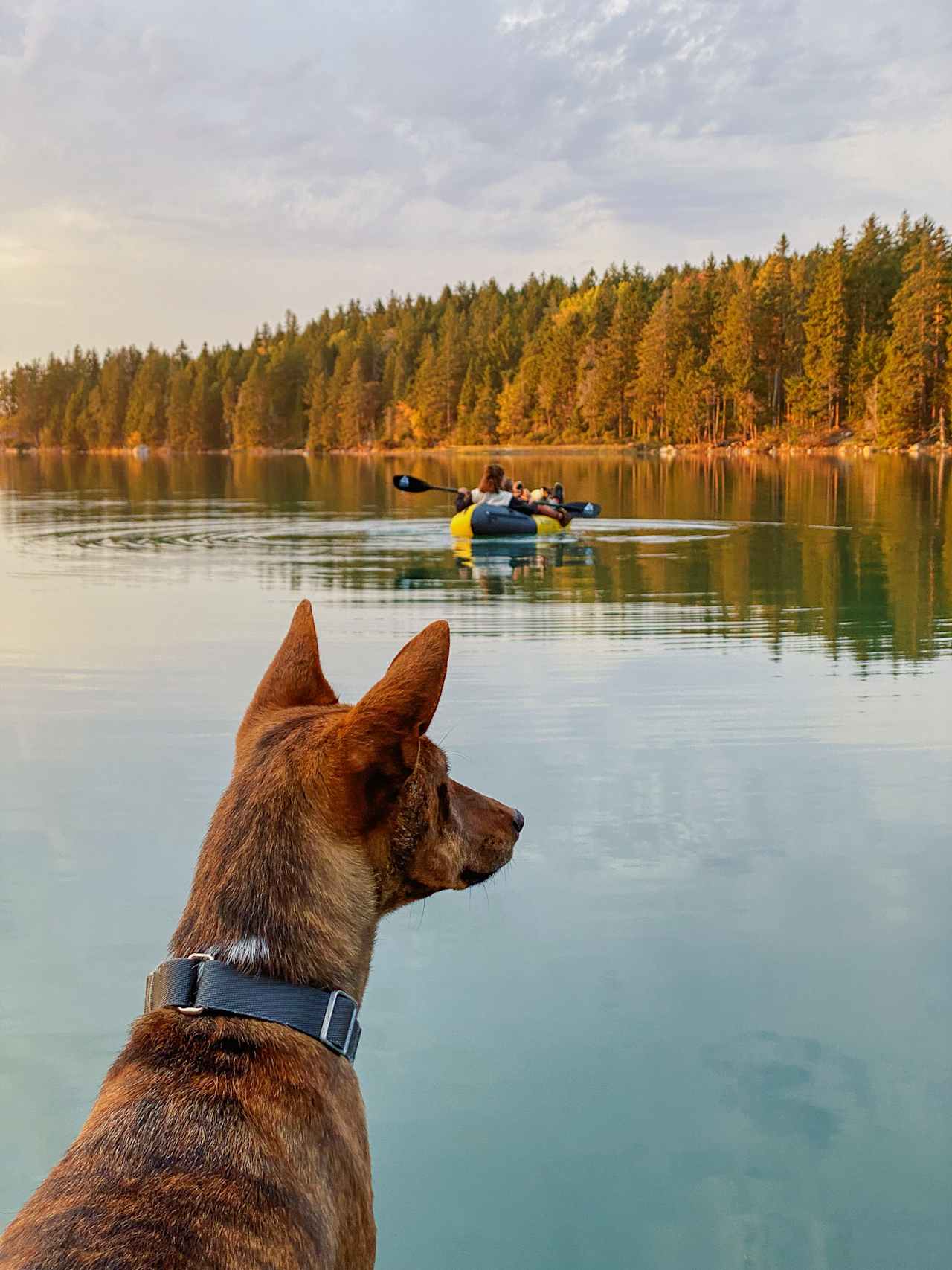 My dog enjoying paddleboarding