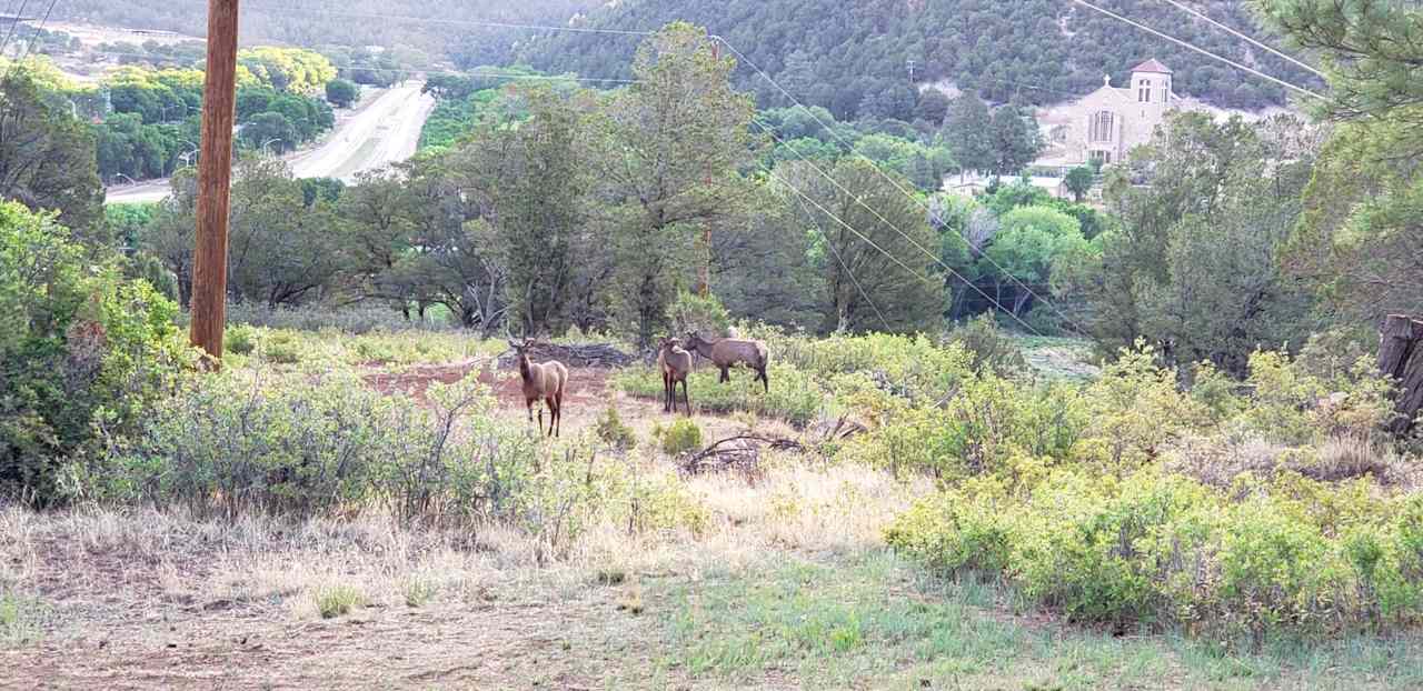 Elk Grazing