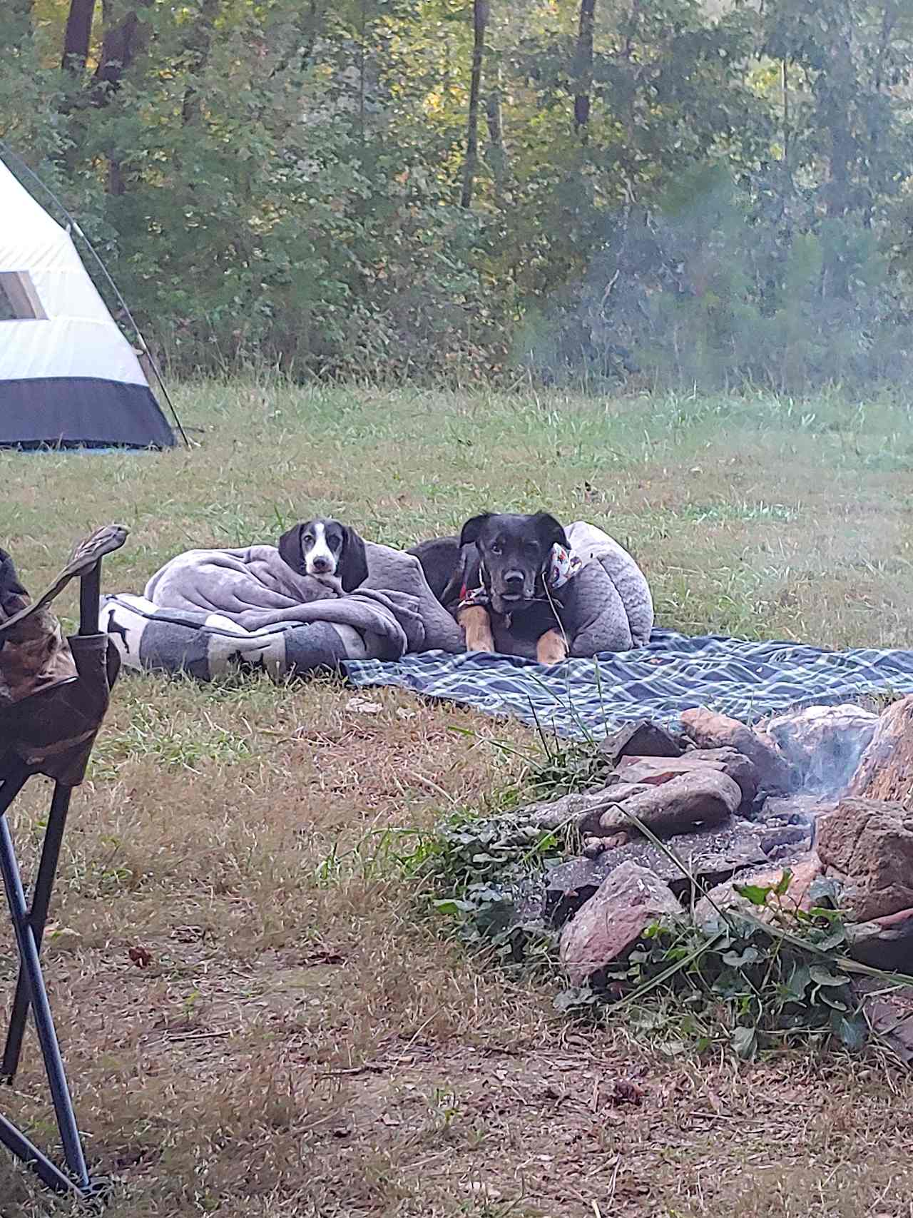 The pups enjoying the fire