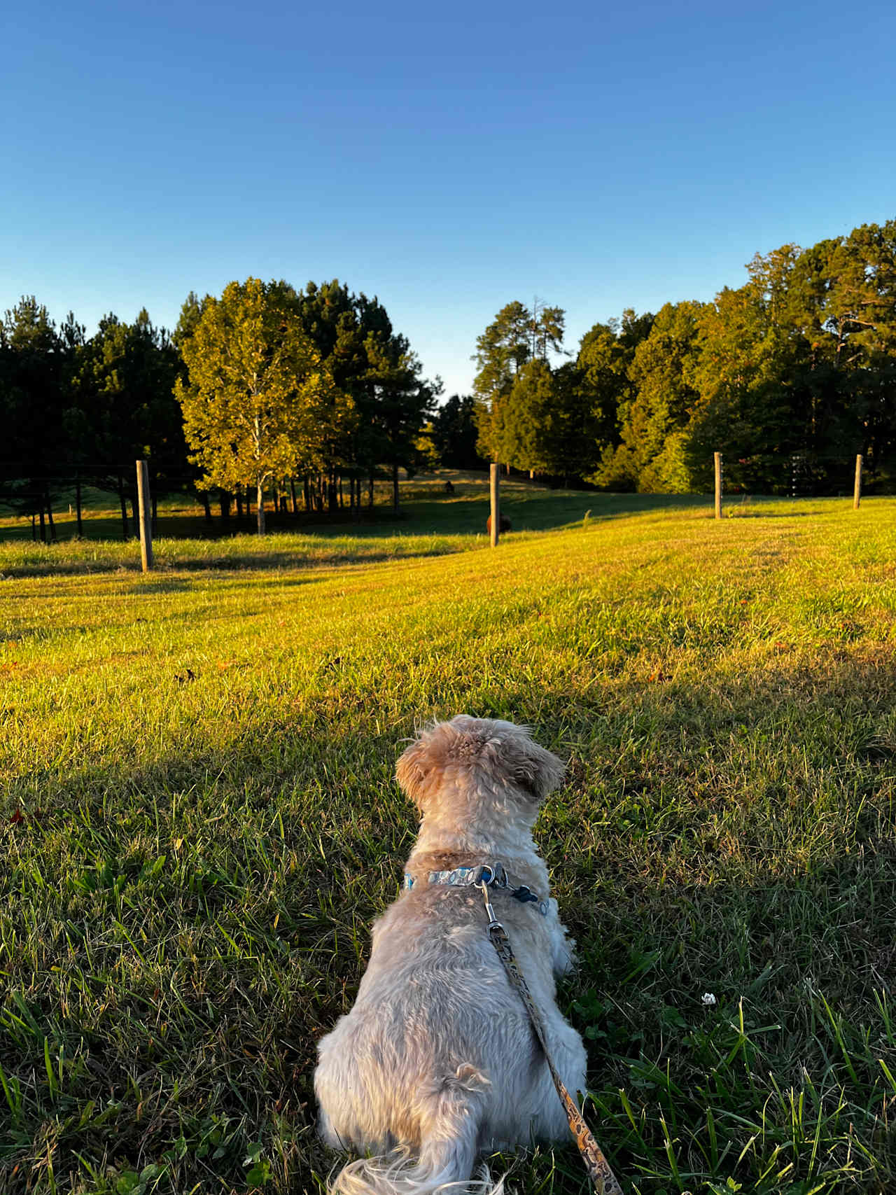 Ziggy was enthralled with the “biggggg dogs”! 