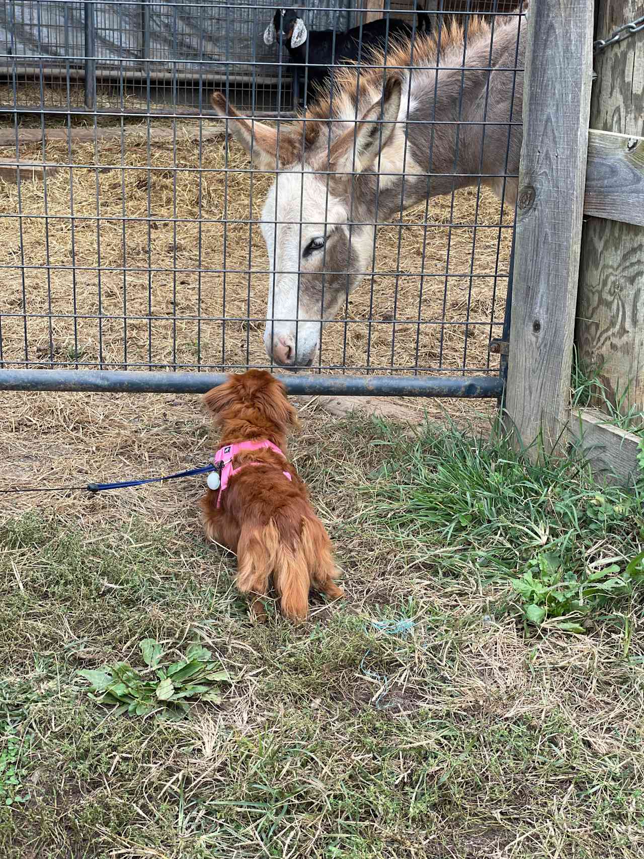 Sweet Anna & Donkey