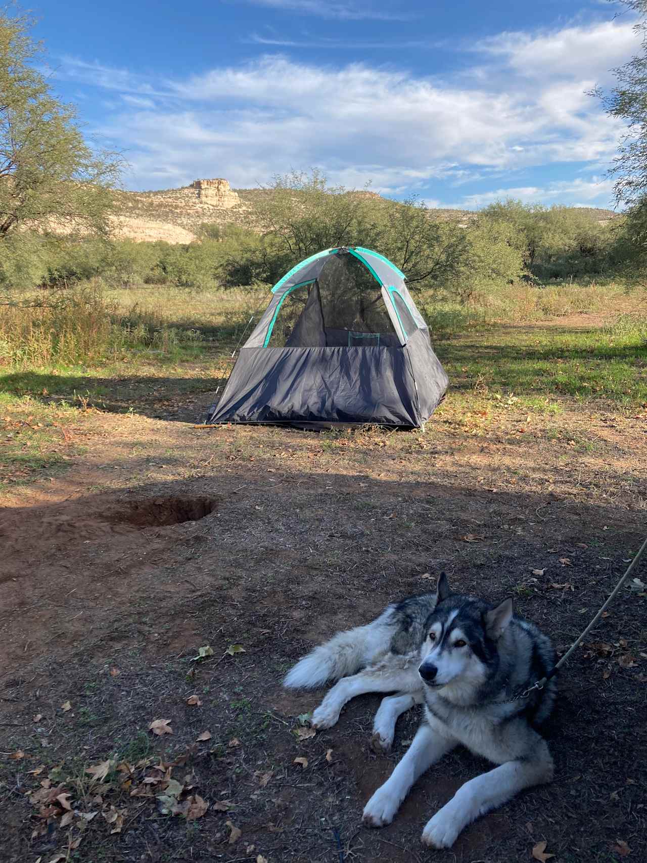 Our dog contemplating another nap.