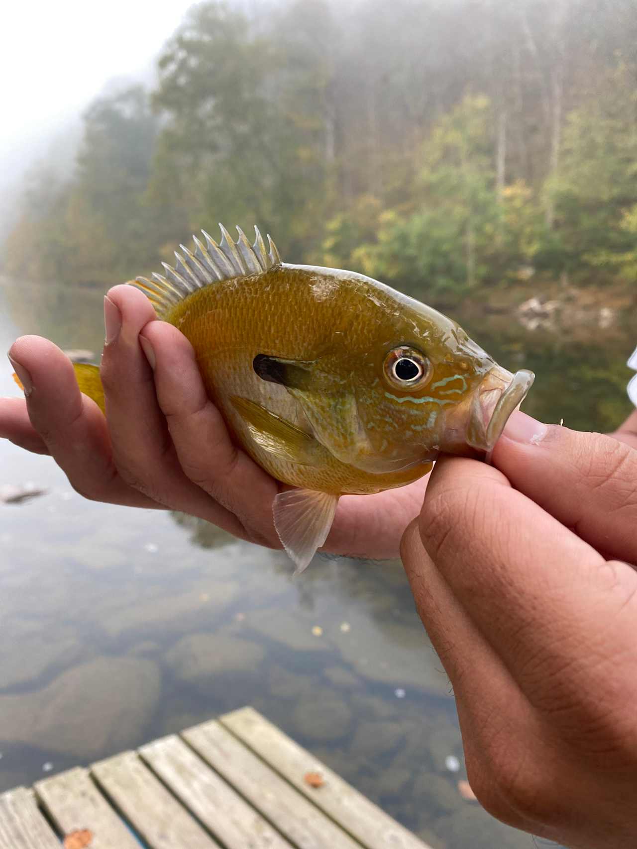 The Byrd's Nest on the River