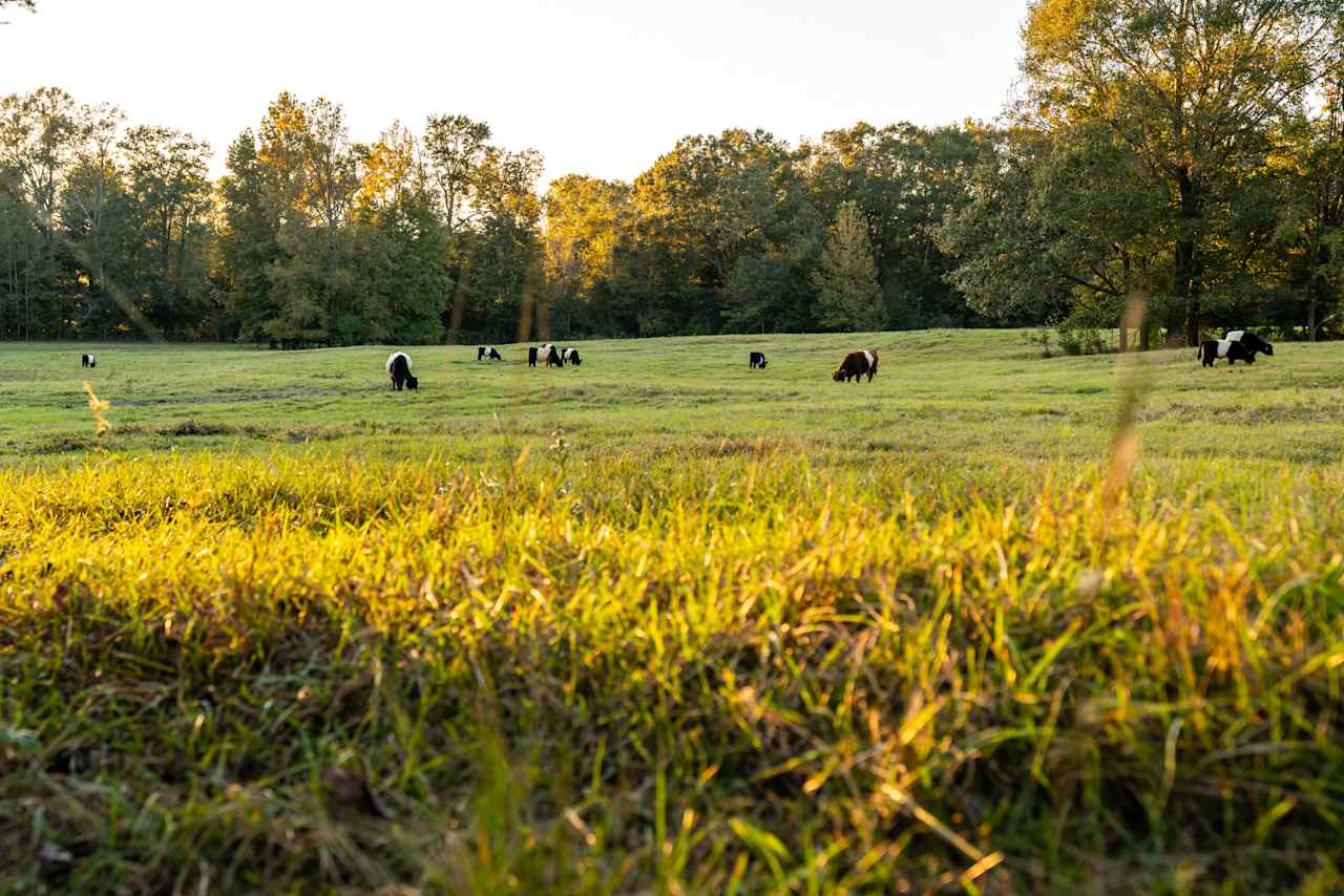 Follow the fence line to explore the green pastures filled with livestock.