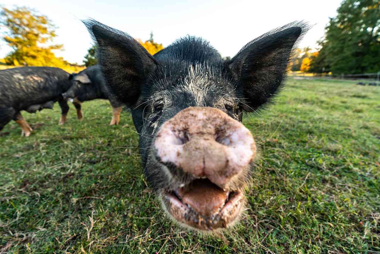 The pigs are very interested in the hikers, and will come and greet you if you stand still!