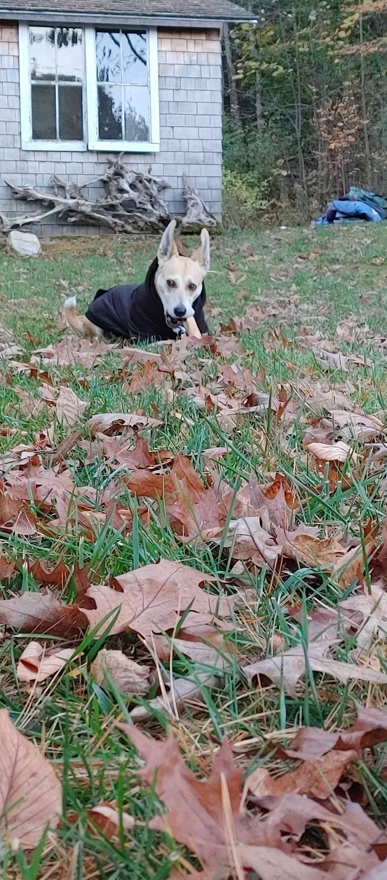 Diamond playing in the leaves