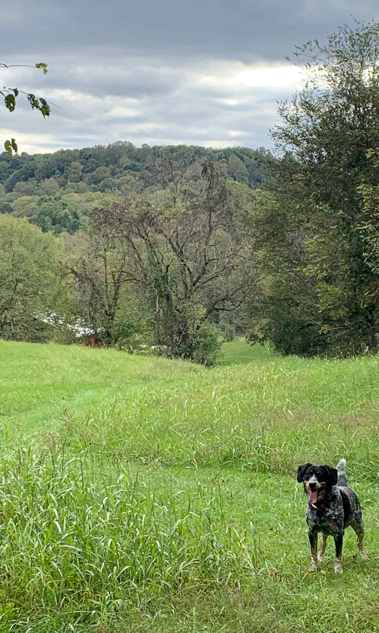 Huck Loves Peekaboo Meadows