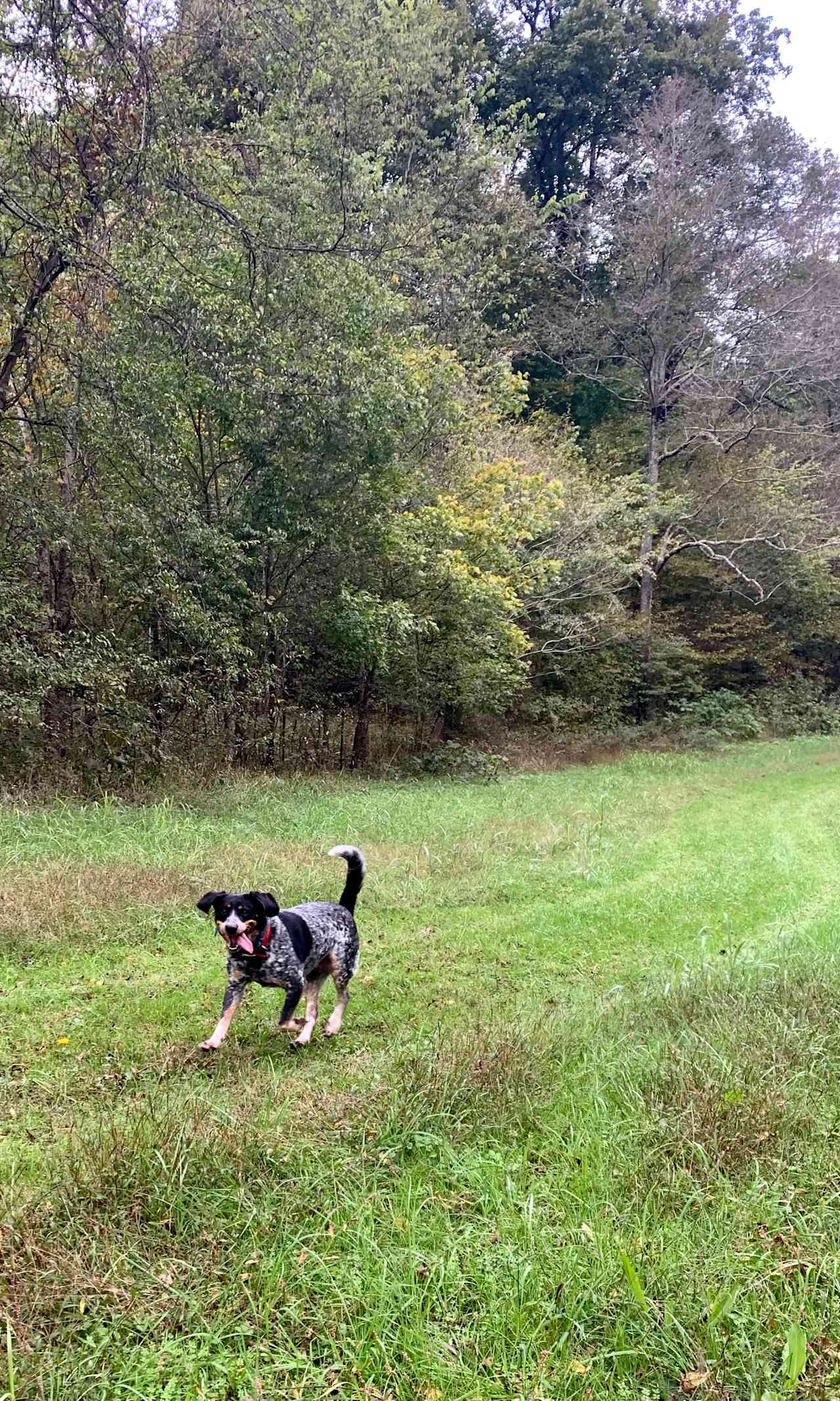 Huck in the Meadow