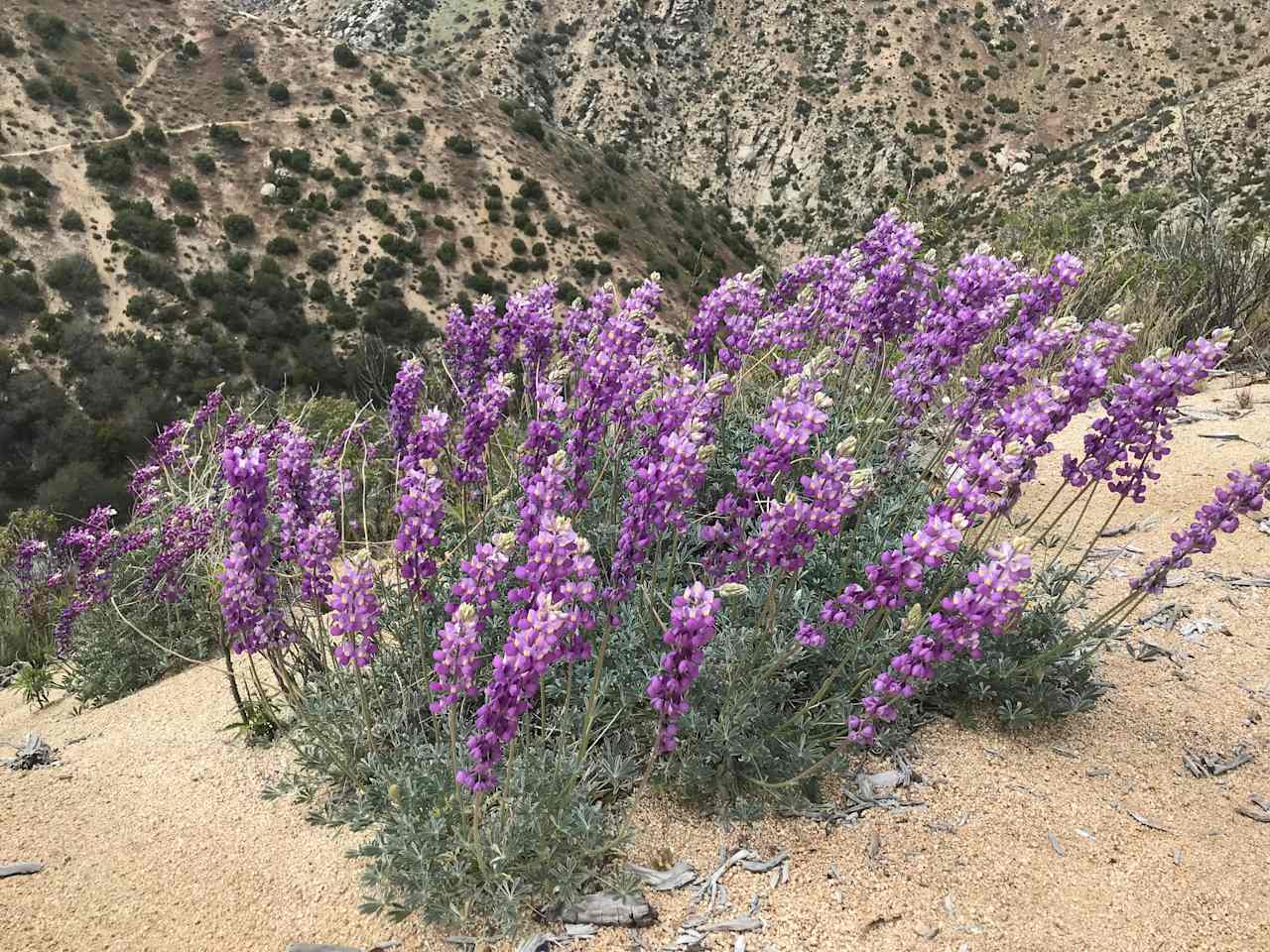 wildflowers