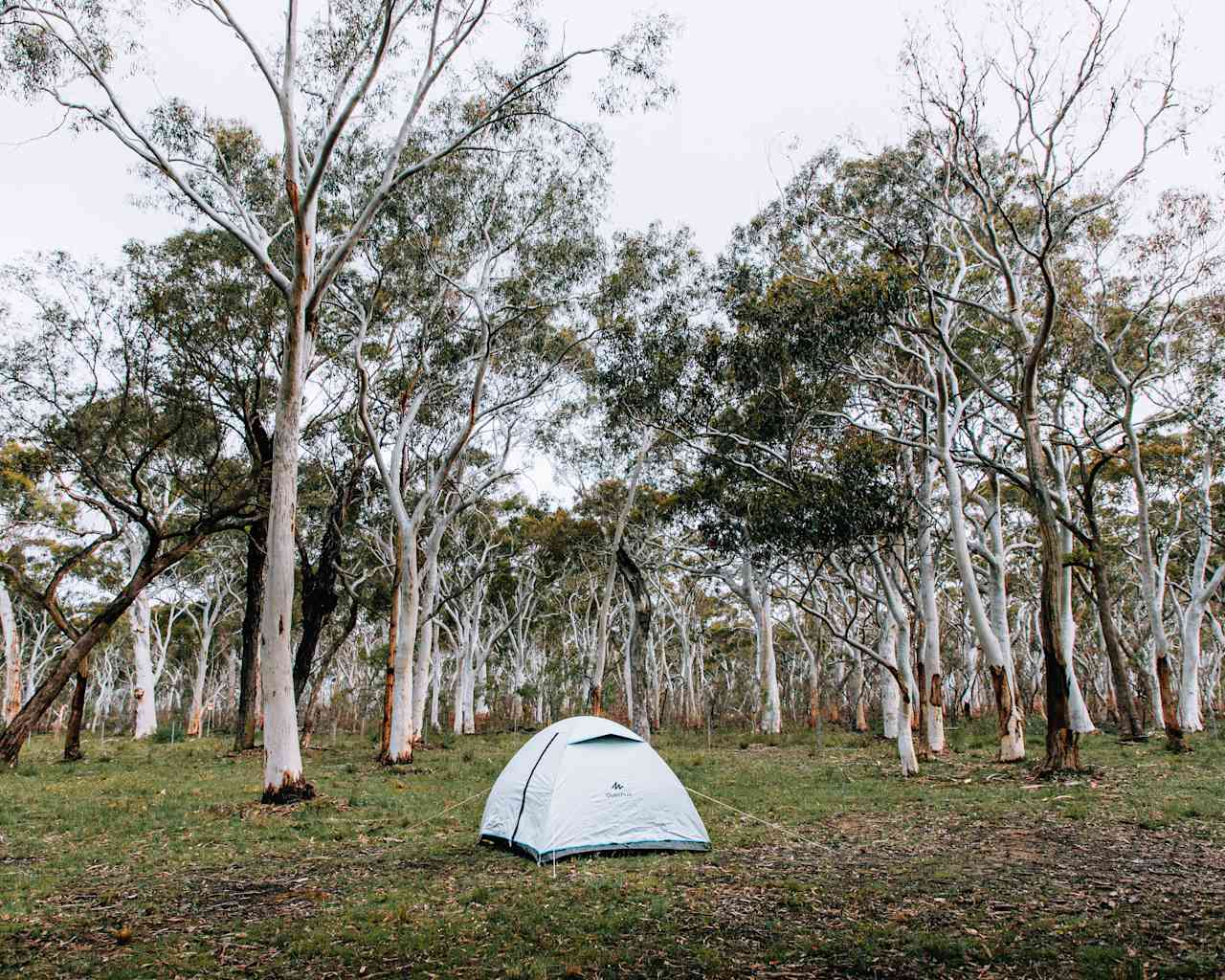 Pitch your tent among the white gum trees