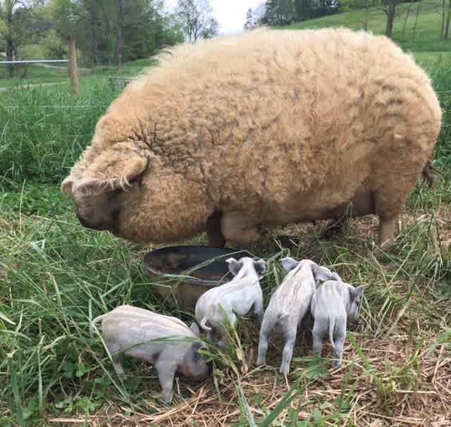 Mangalitsa pigs from Hungary were once endangered