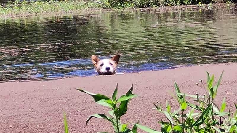 Ollie loved his swims