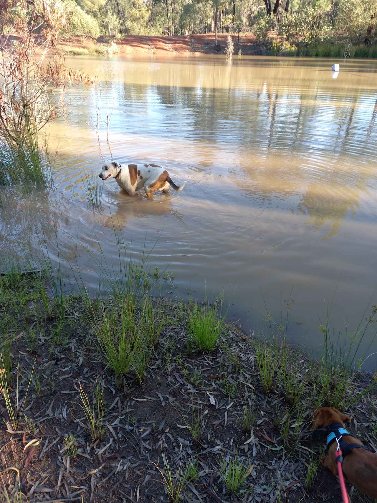 Even the dog likes to cool off in the dam.