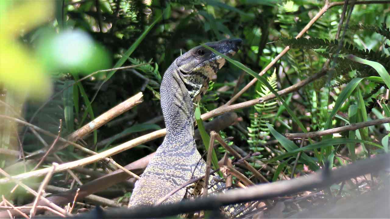 Bunya Ridge Nature Camp