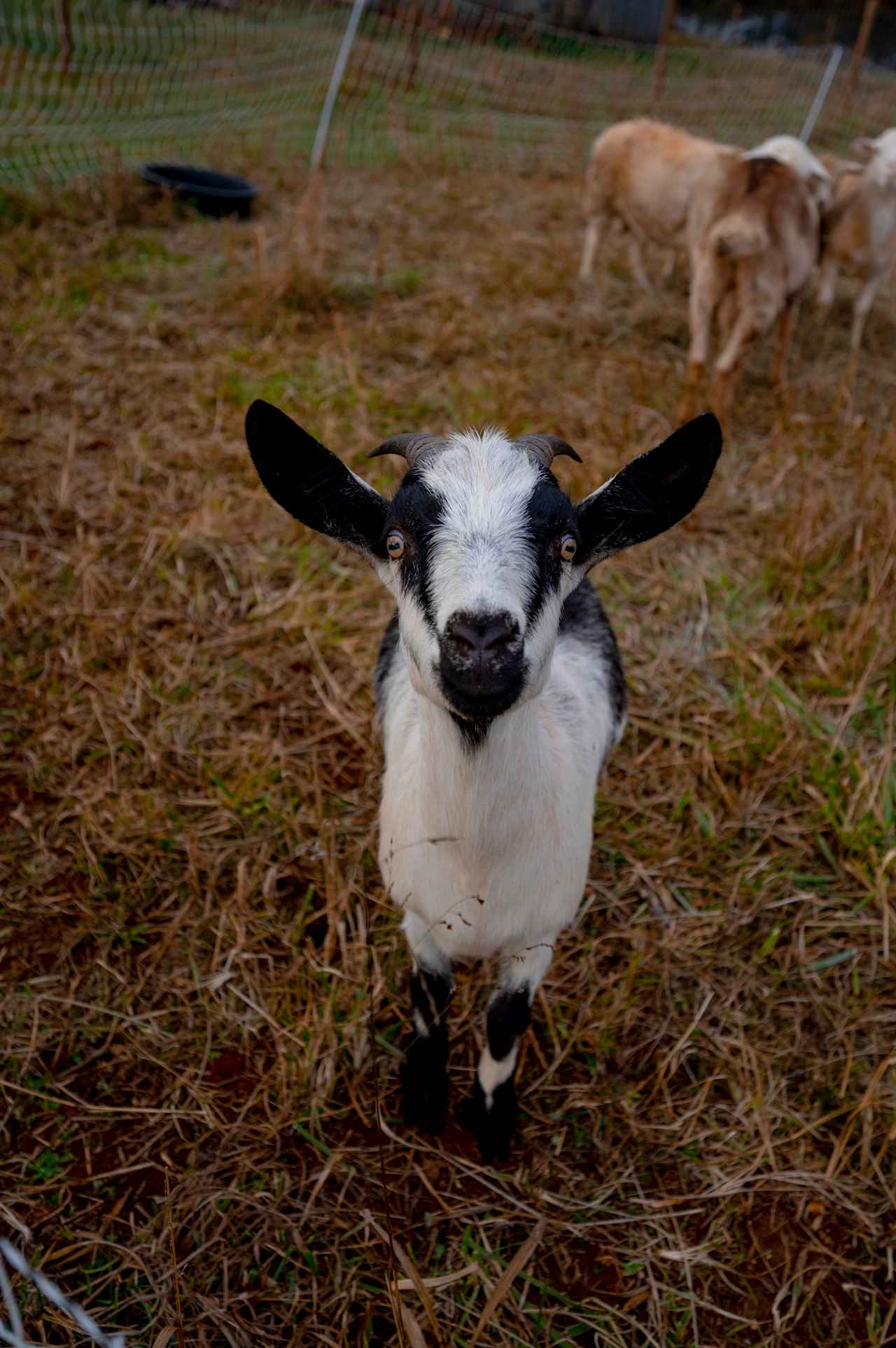 Primitive Farm