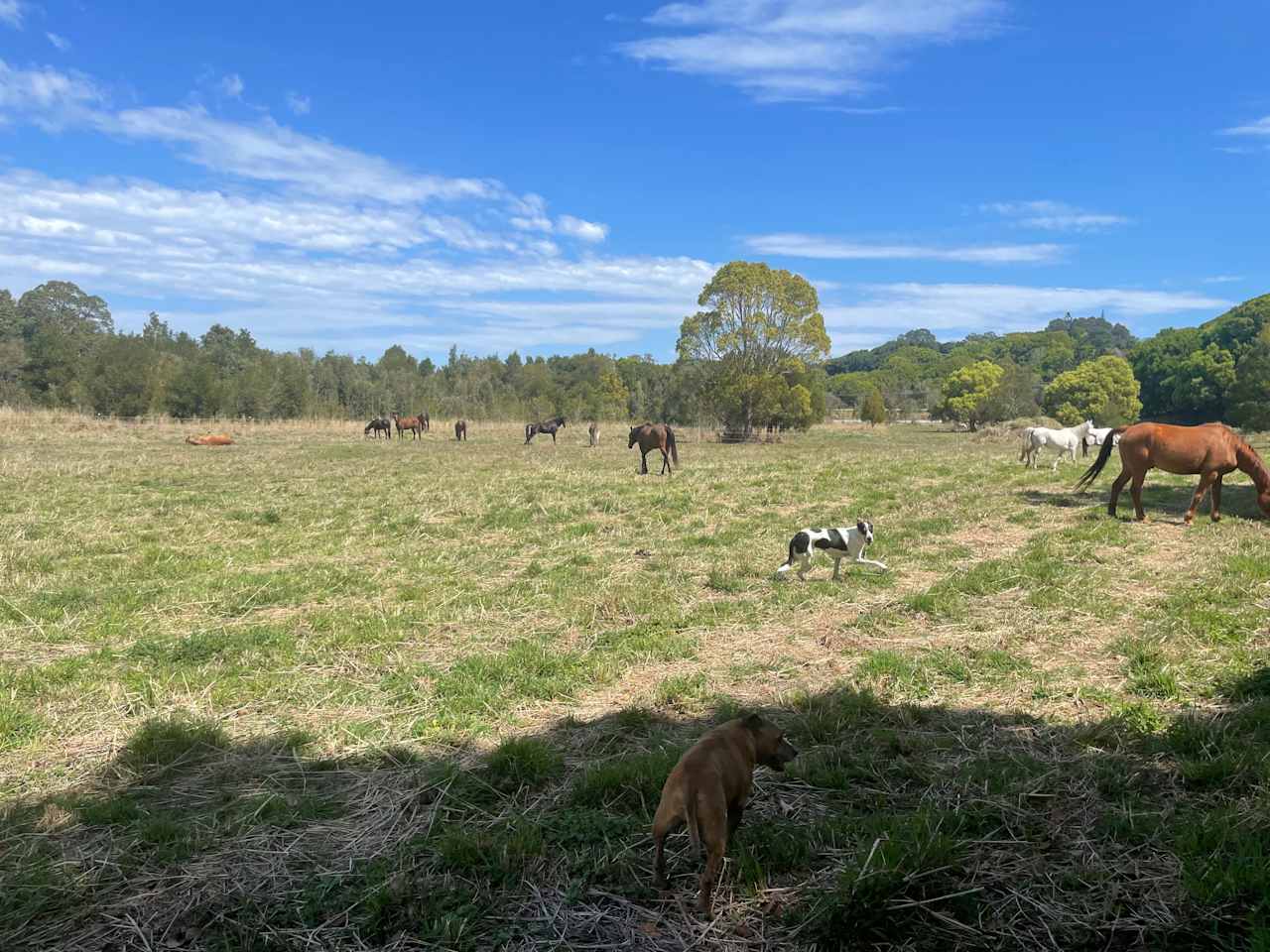 The NORTH EAST field looking towards dam and HWY