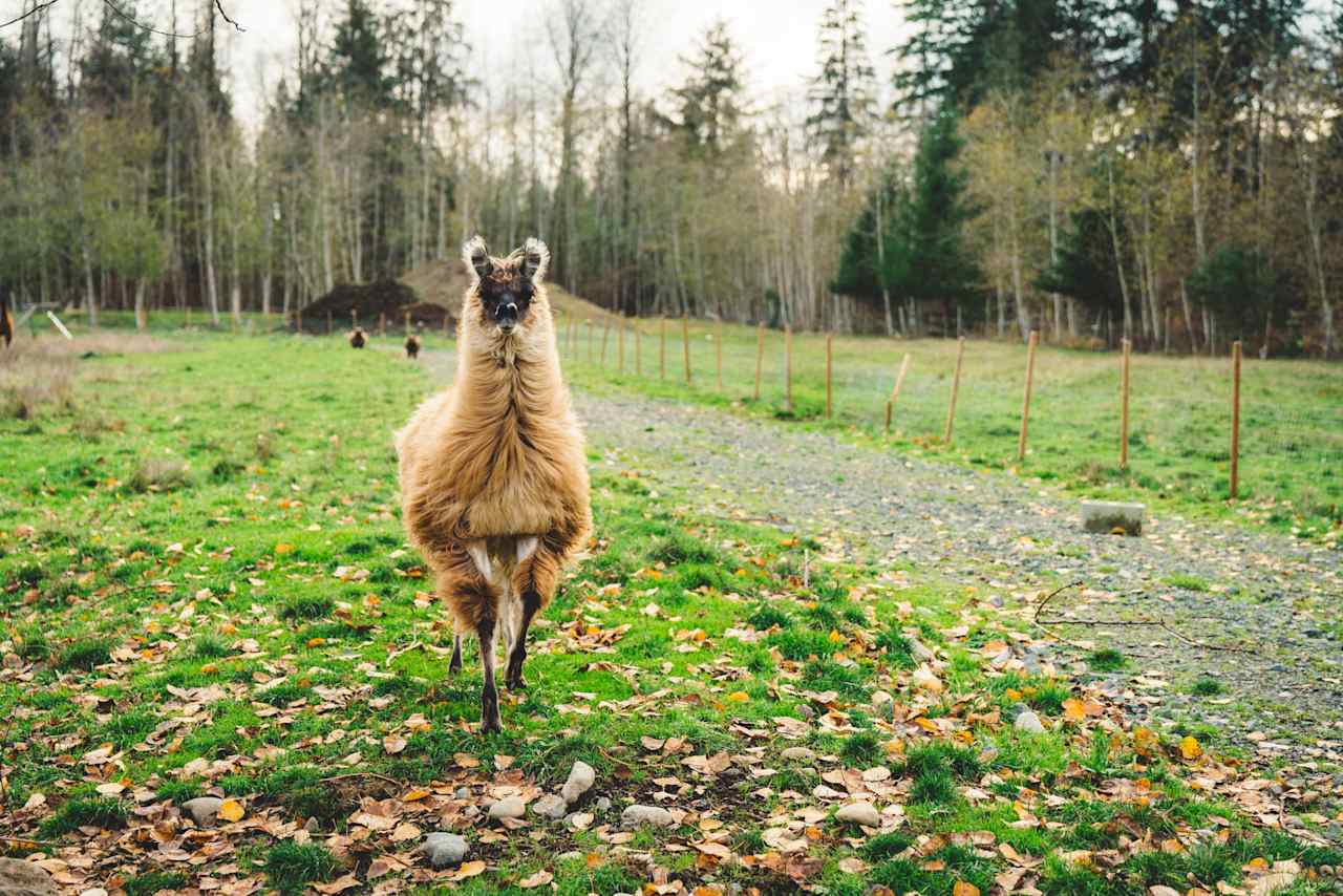 An extraordinary llama excitedly coming to say hello.