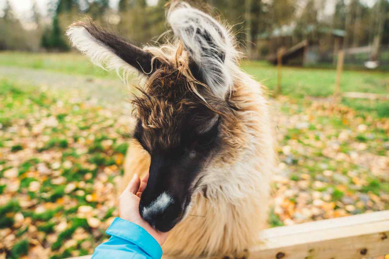 An extraordinary llama excitedly coming to say hello.