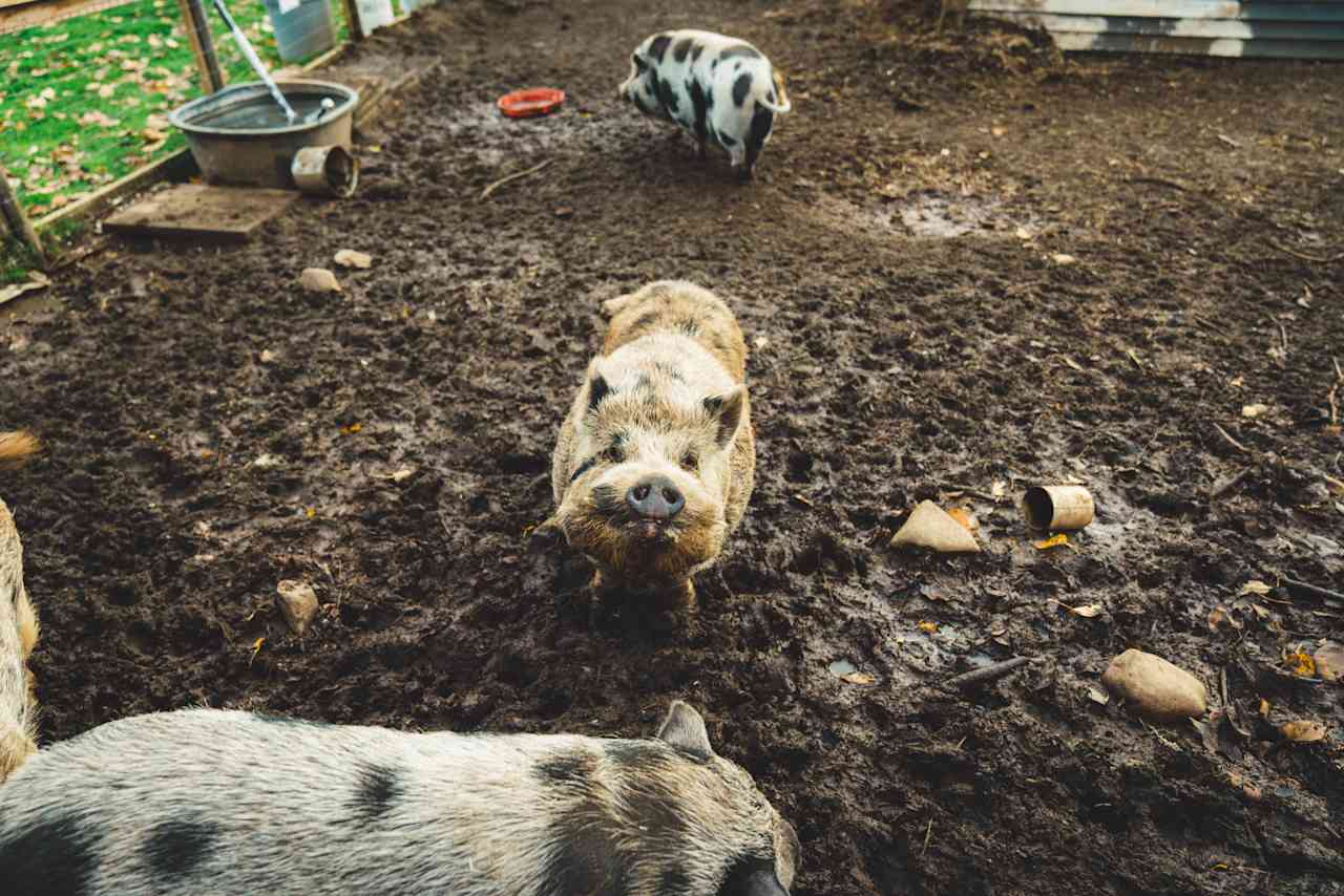 The pigs coming to the fence to investigate.