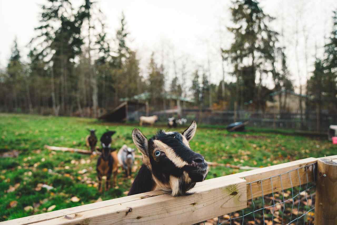 Goats trying to get a good look.