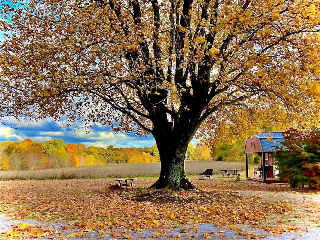 Its harvest time.  Pictured is the Cozy Cottage overlooking the soybean field.