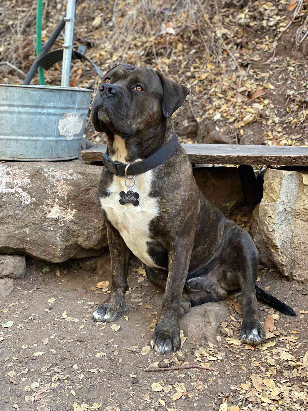 Friendly Django helps watch over the camp and loves butt scratches