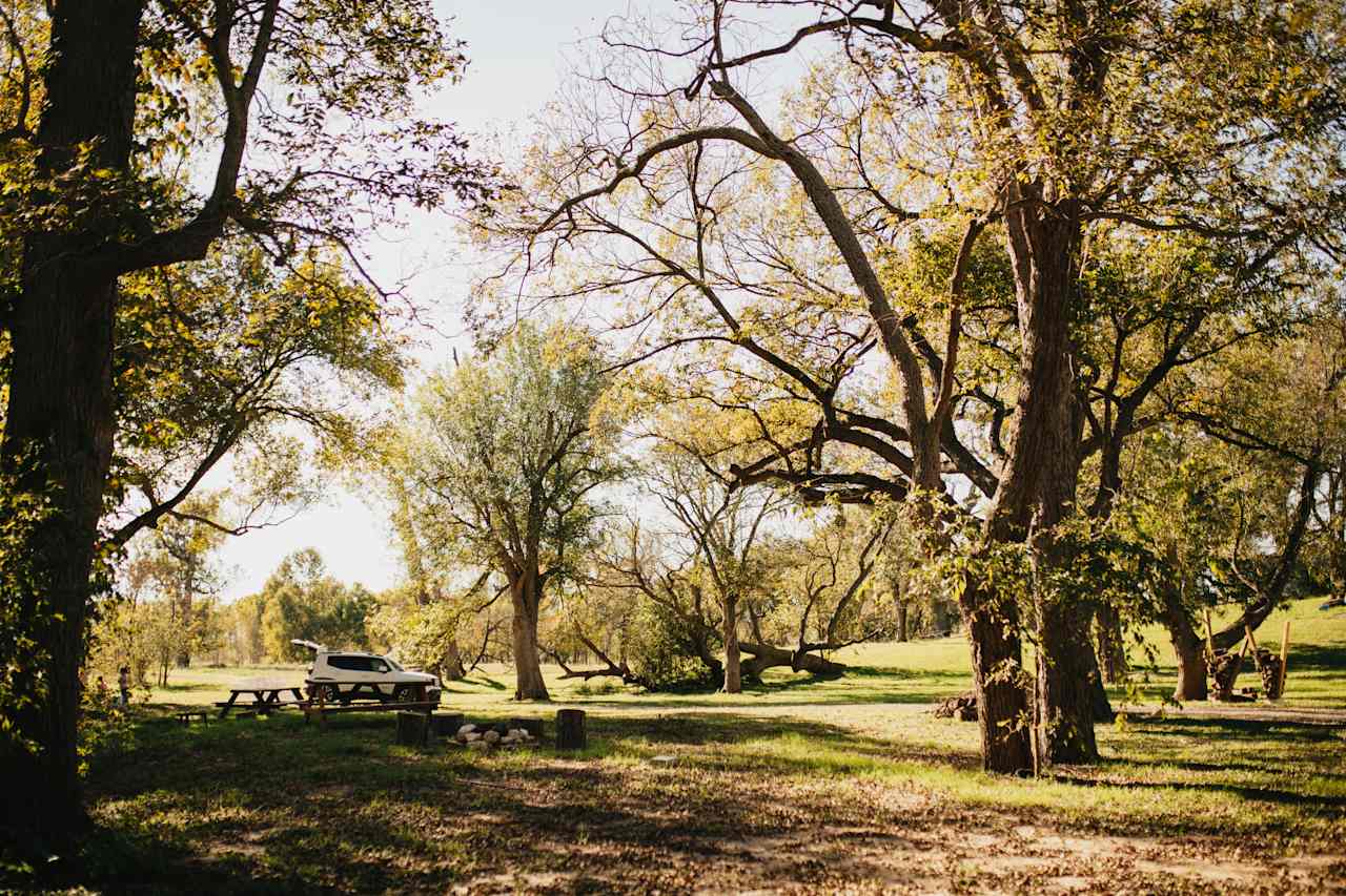 Amazing trees EVERYWHERE