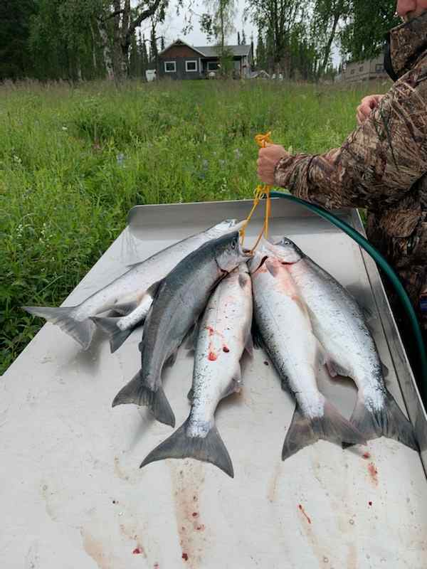 Kenai River Salmon Camp