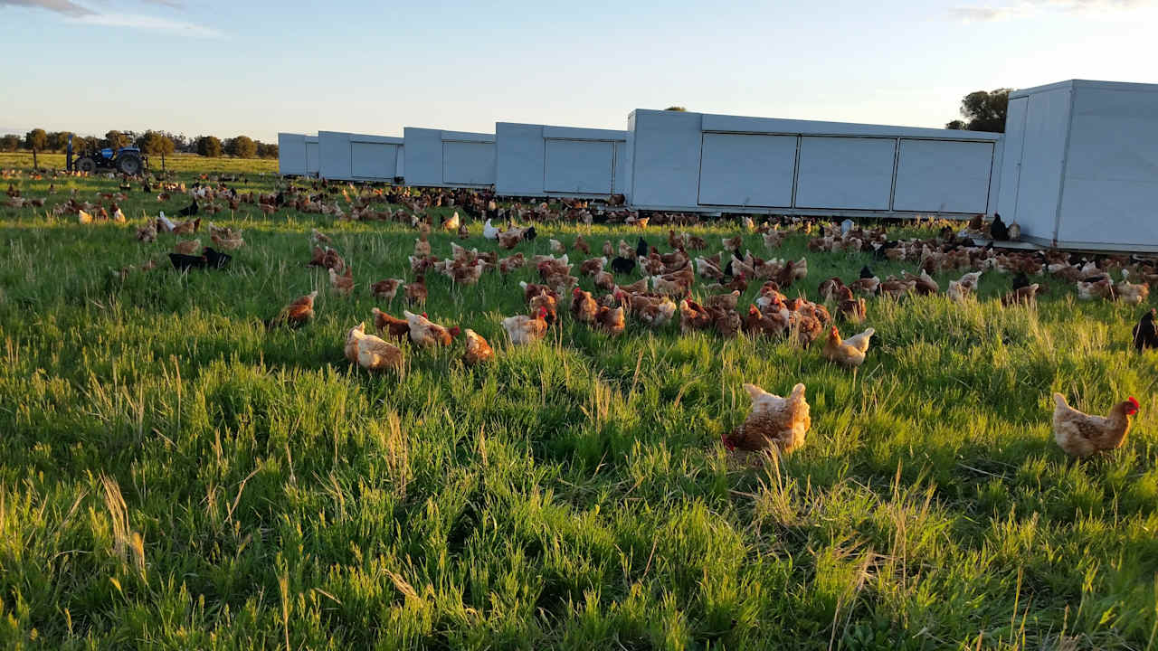 Genuine free range chickens to experience.