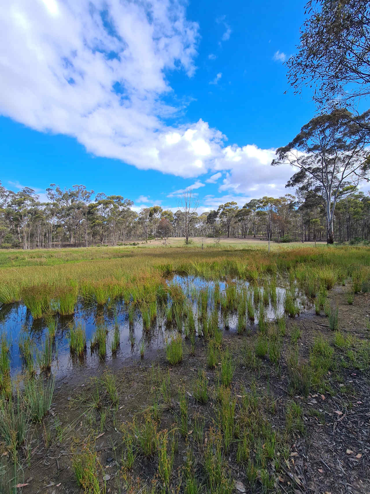 Wetlands and bushlands