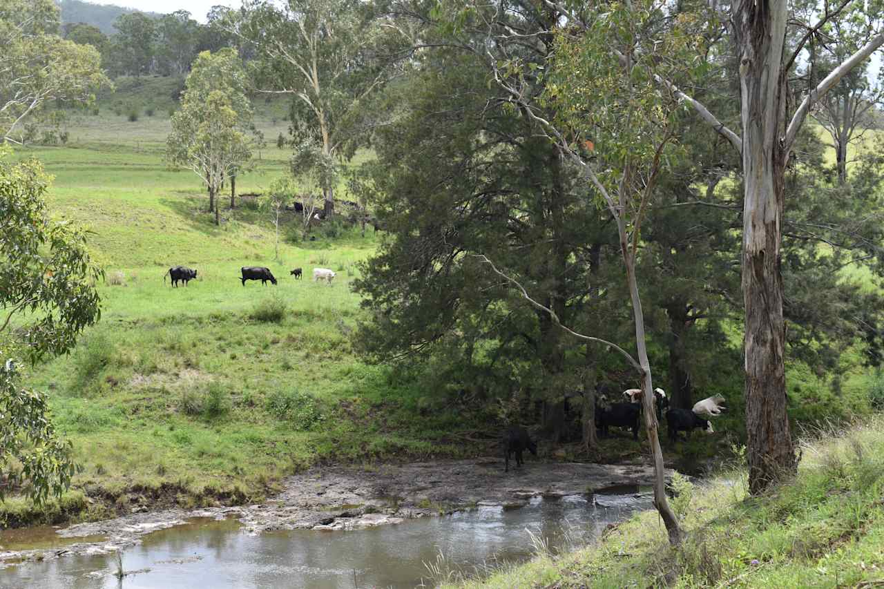 Cattle grazing Creekside between both sites.