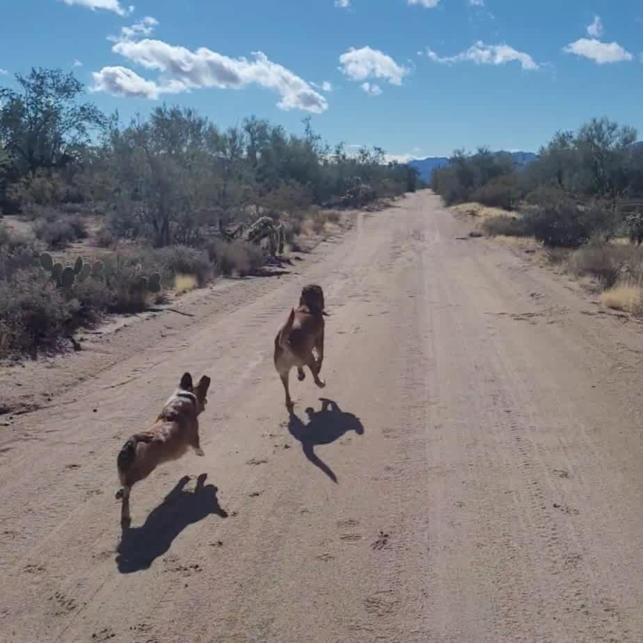 Wild Burro Desert Retreat