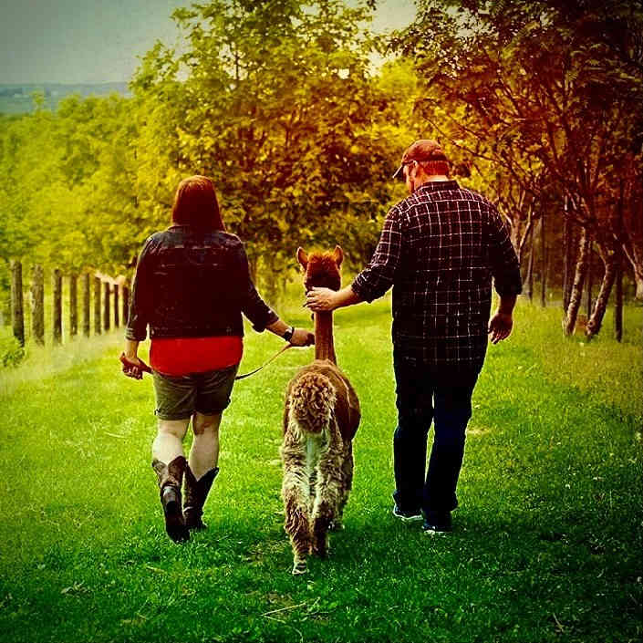 Cabin in the alpaca pen & breakfast