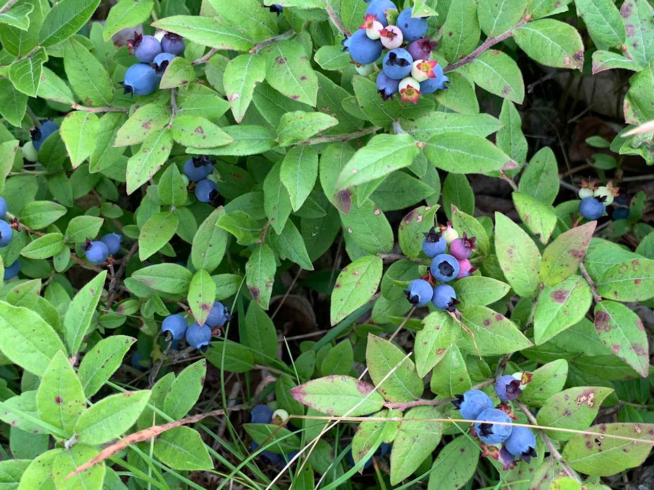 July wild blueberries in Camp Jack field