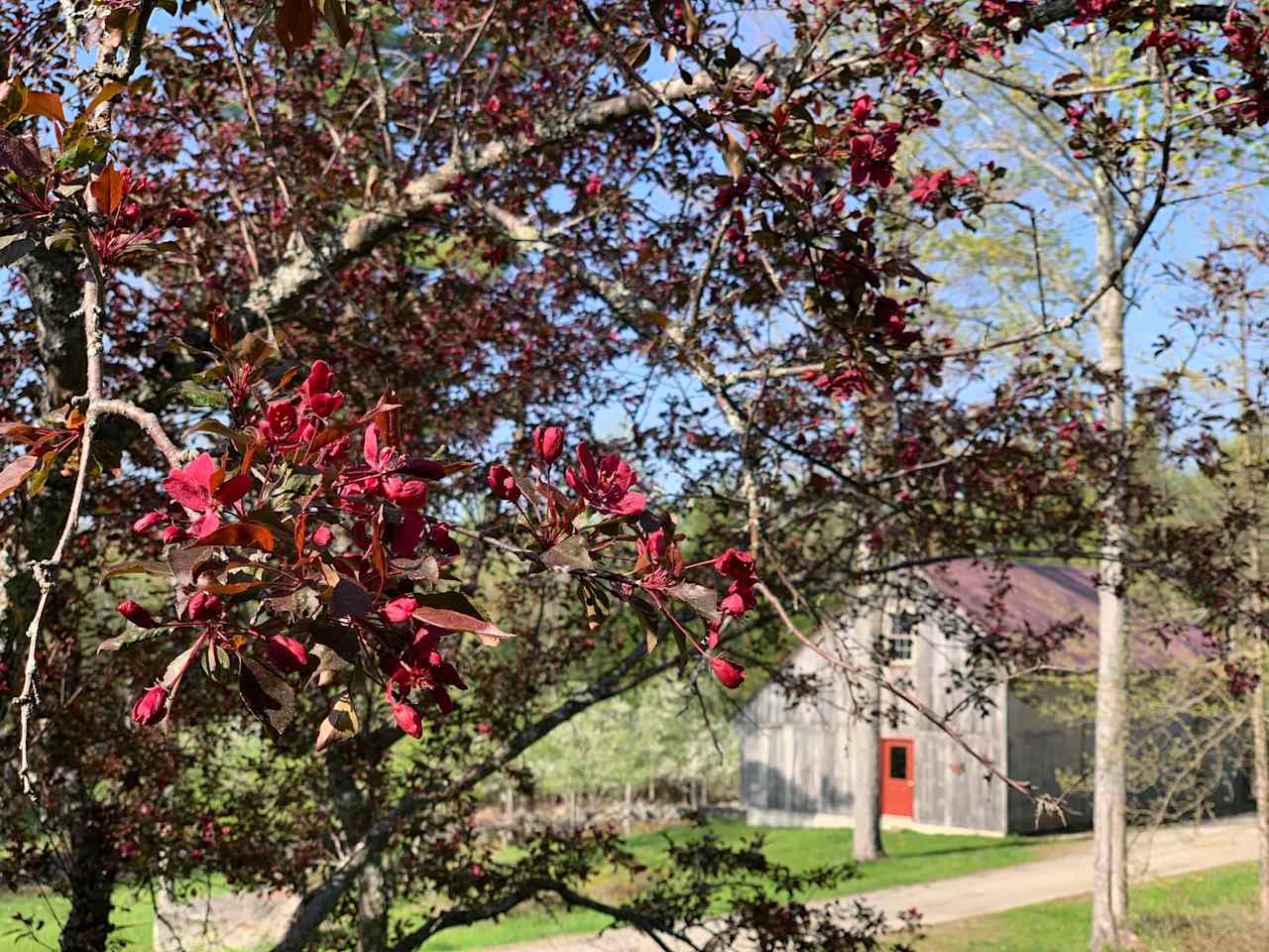 Spring view of barn