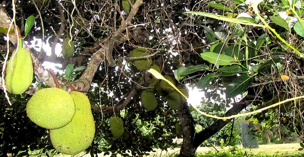 Jackfruit