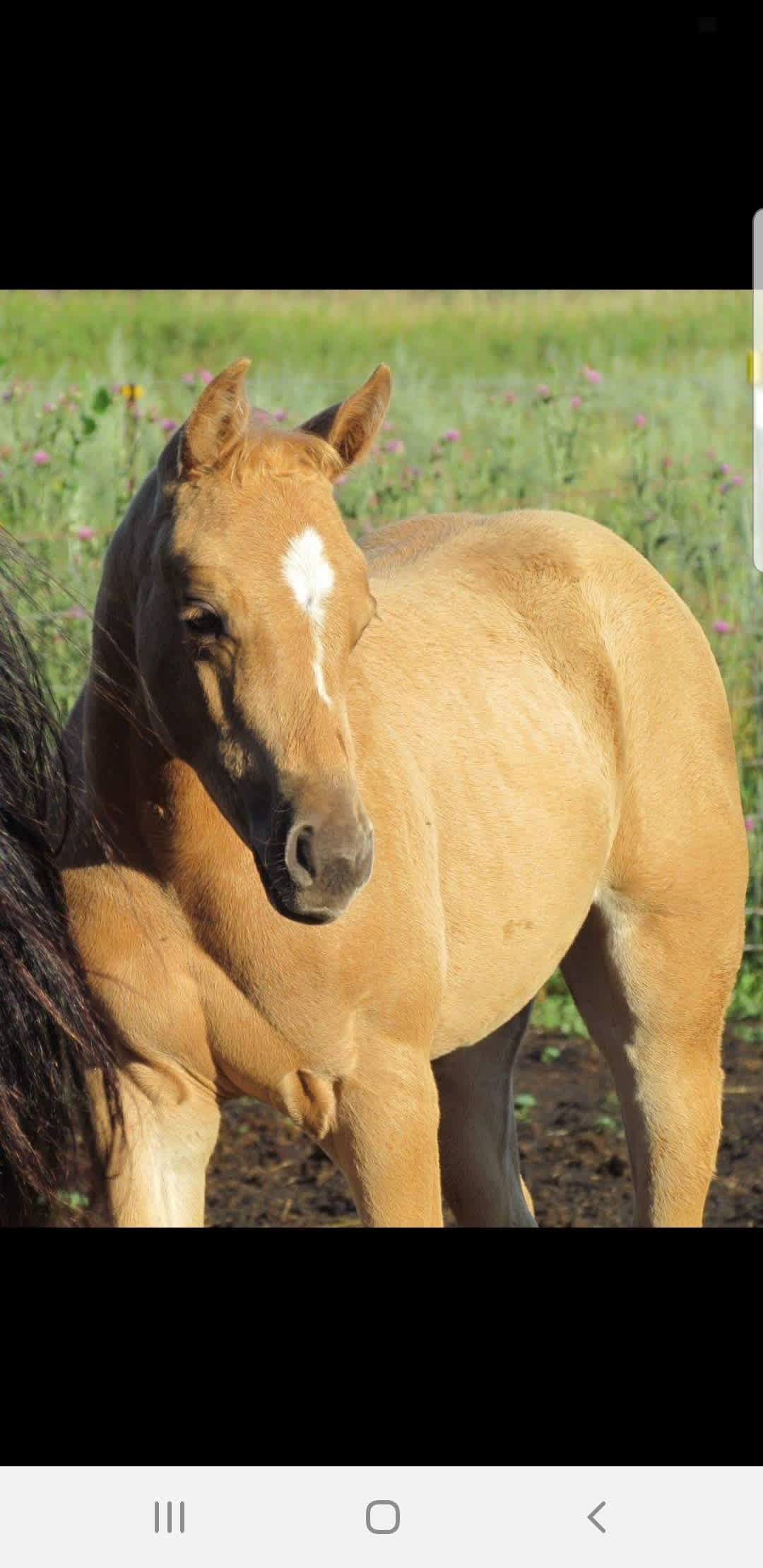 Cross Winds Farm