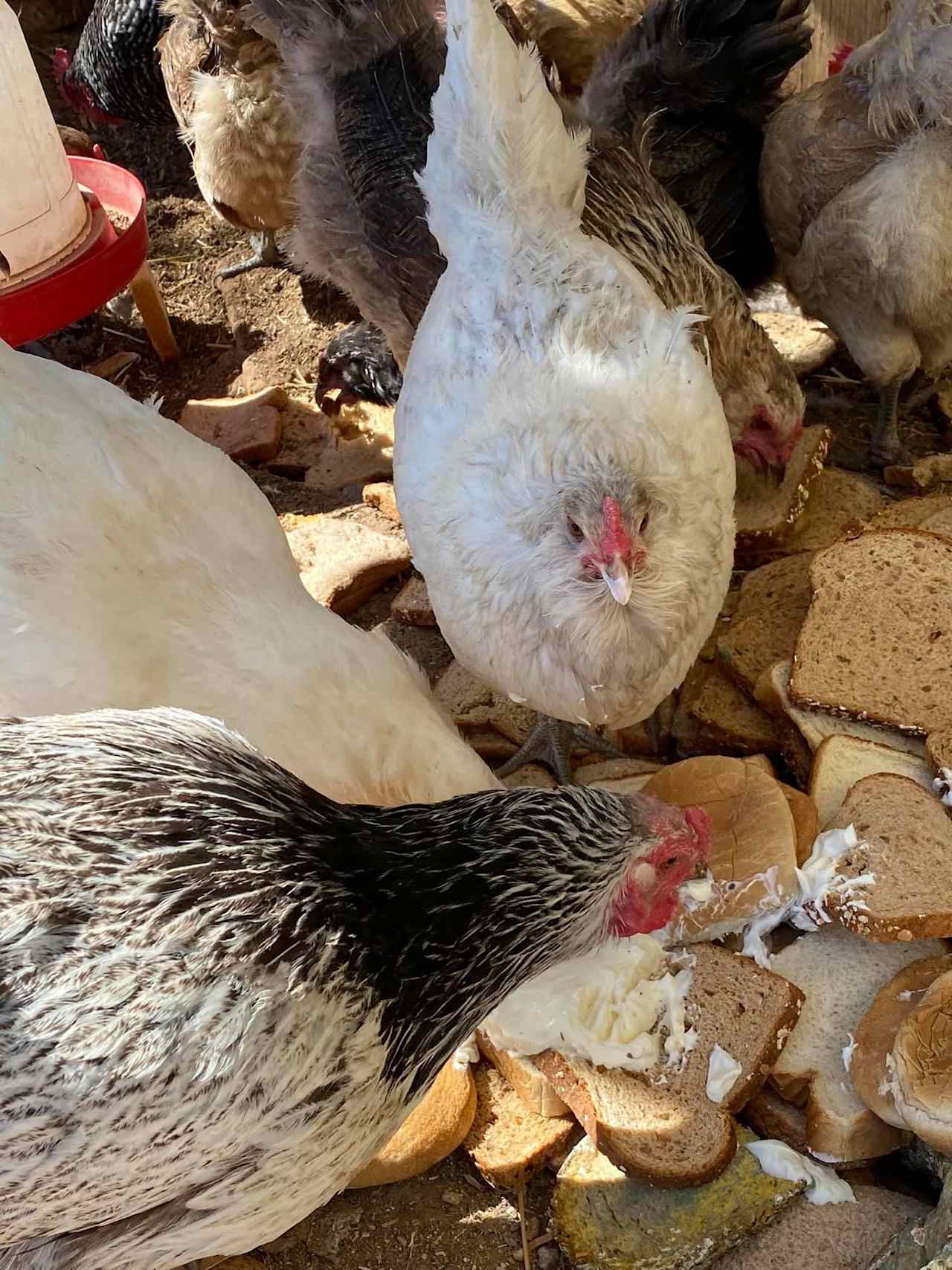 We have chickens and a Turkey. All are tame and love to cuddle!